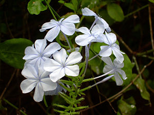 Plumbago auriculata from the Honolulu Zoo.