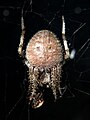 Orbweaver Spider