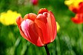 Tulipe rouge