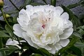 Pivoine Blanche