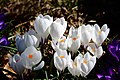 Crocus blanc