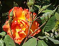 * Nomination a Rosa cultivar "Lord Byron", buds and leaves, Jardin des Plantes, Paris, France--Jebulon 22:49, 27 May 2010 (UTC) * Promotion Good. --Cayambe 15:57, 28 May 2010 (UTC)