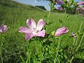 Rosen-Malve (Malva alcea)