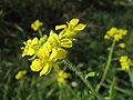 Sisymbrium loeselii (Loesels Rauke)