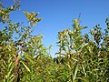 Solidago canadensis (Kanadische Goldrute)