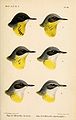 1. (upper left) Motacilla borealis Sund. = Motacilla flava thunbergi Billberg, 1828 2. (upper right) Motacilla borealis Sund. = Motacilla flava thunbergi Billberg, 1828 3. (left center) Motacilla borealis Sund. = Motacilla flava thunbergi Billberg, 1828 4. (right center) Motacilla borealis Sund. subsp. α cinereicapilla [sic] Savi = Motacilla flava cinereocapilla Savi, 1831 5. (lower left) Motacilla borealis Sund. subsp. α cinereicapilla [sic] Savi = Motacilla flava cinereocapilla Savi, 1831 6. (lower right) Motacilla borealis Sund. subsp. α cinereicapilla [sic] Savi = Motacilla flava cinereocapilla Savi, 1831 English: Grey-headed Wagtail (upper row and left center) - Ashy-headed Wagtail (right center and lower row)