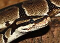 Python regius