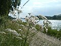 Valeriana pratensis (Wiesen-Arzneibaldrian)