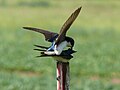 Tree Swallows (mating)