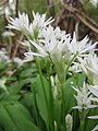 Allium ursinum (Bärlauch)