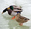 Seite 26: File:Ducks_Winter-2.jpg Autor: User:Francois Trazzi, User:Bff Lizenz: GNU 1.2+, CC BY-SA 3.0