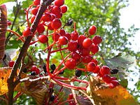 Viburnum dilatatum