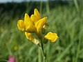 Lathyrus pratensis (Wiesen-Platterbse)