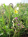 Acker-Stiefmütterchen (Viola arvensis)