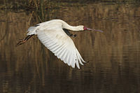 African Spoonbill in Flight