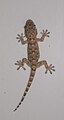 Gecko on a tile