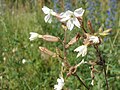 Silene latifolia (Weiße Lichtnelke)