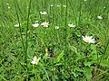 Magerwiesen-Margerite (Leucanthemum vulgare)