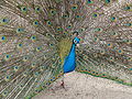 * Nomination a Pavo cristatus male displaying, La Rochelle, France--Jebulon 22:33, 26 May 2010 (UTC) * Promotion Good, sharpness and composition. --Cayambe 09:28, 27 May 2010 (UTC)