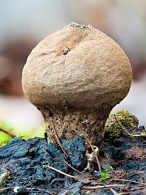 Scleroderma verrucosum in the Bruderwald in Bamberg. Focus stack from 21 frame