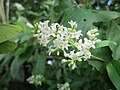 Gewöhnlicher Liguster (Ligustrum vulgare)