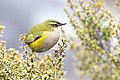 New Zealand wren  (Acanthisittidae, cat. ) Picture: New Zealand Rockwren  (Xenicus gilviventris, cat. )