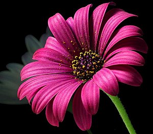 Pollen on a type of Asteraceae