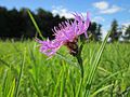 Centaurea jacea (Wiesen-Flockenblume)