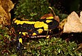 * Nomination: Salamandra salamandra --Holleday 17:36, 17 December 2011 (UTC) * * Review needed