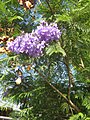 flowers and fruits