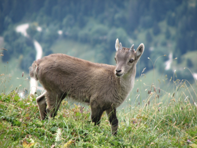 Young Alpine ibex (capra ibex)