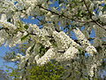 * Nomination flowers, branches, leaves and buds of prunus padus, Jardin des Plantes, Paris.--Jebulon 09:56, 9 May 2010 (UTC) * Promotion QI and useful --Archaeodontosaurus 07:54, 11 May 2010 (UTC)