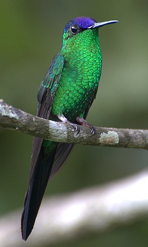 It's a very fine picture of an brazilian humming-bird