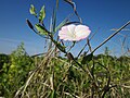 Convolvulus arvensis (Ackerwinde)