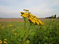 Tanacetum vulgare (Rainfarn)