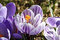 Crocus, blanc et violet