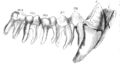 Lower jaw of P. troglodytes