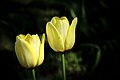 Tulipe jaune