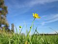 Ranunculus acris (Scharfer Hahnenfuß)