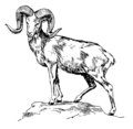 Argali