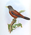 Turdus rubrocanus gouldi