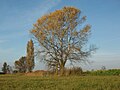 Populus alba (Silber-Pappel)