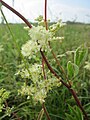 Filipendula ulmaria (Echtes Mädesüß)