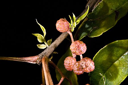 Sichuan pepper (Zanthoxylum piperitum) fruits