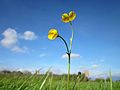 Ranunculus acris (Scharfer Hahnenfuß)