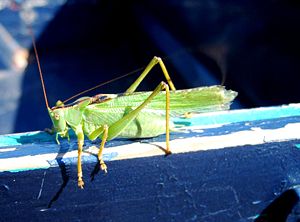 A big grasshopper on a little island in Croatia.