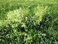 Galium mollugo (Wiesen-Labkraut)