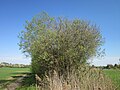 Salix caprea (Sal-Weide)