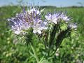 Phacelia tanacetifolia (Rainfarn-Phazelie)