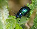 * Nomination: Chrysomelidae sp. --ComputerHotline 10:59, 8 May 2010 (UTC) * * Review needed